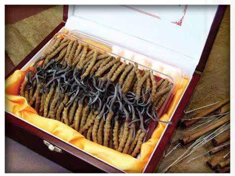 龙凤冬虫夏草回收